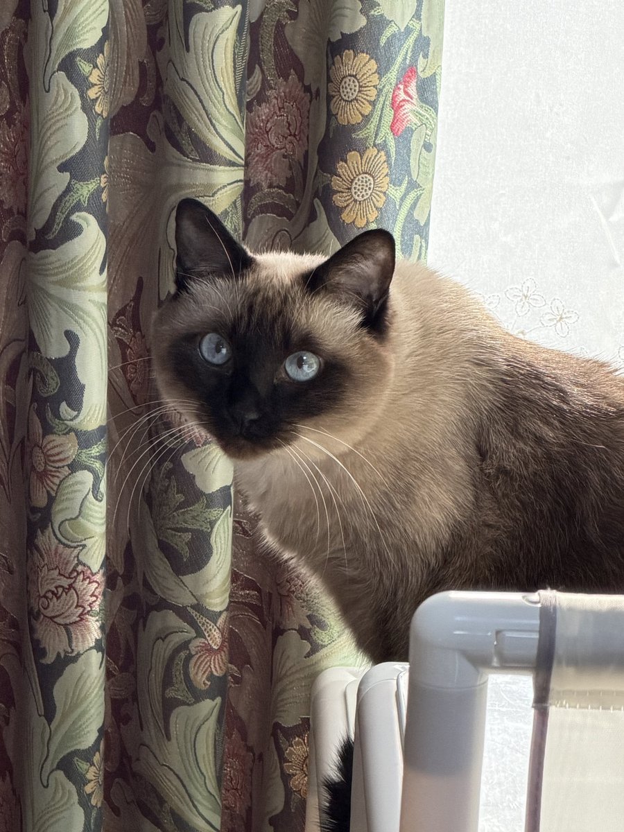 お値下げしました。シャム猫 チラッ ＃シャム猫