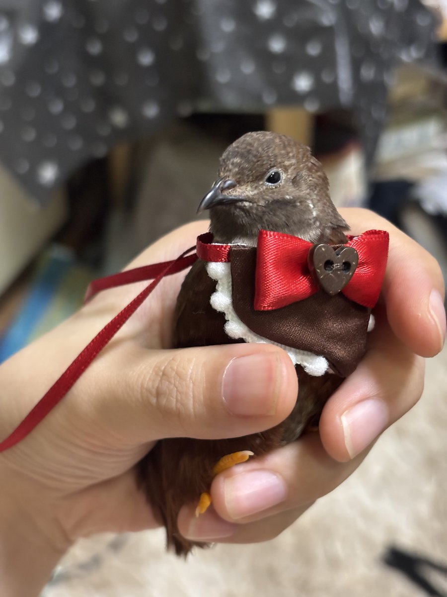 ポポチョロ🐦💨 (@1b4fc39ec9e04d3) / Posts / X