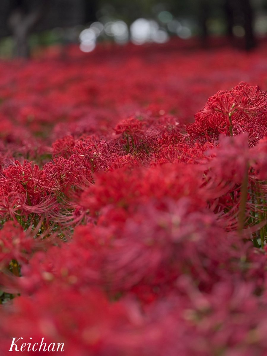 けいちゃん (@k1222_keichan) / Posts / X