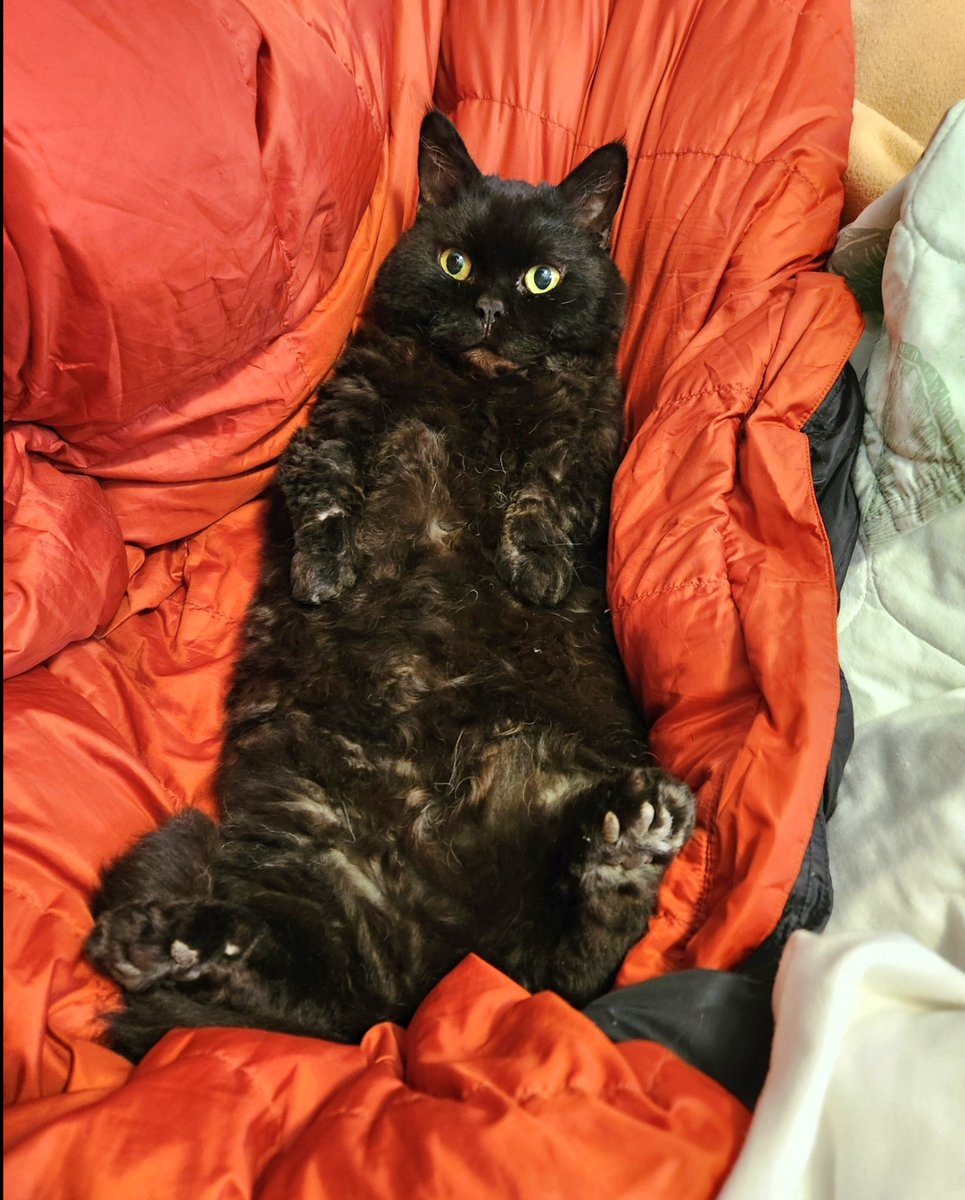 ラムキンのにゃむ+世話係コウ (@garaku1972) / Posts / X