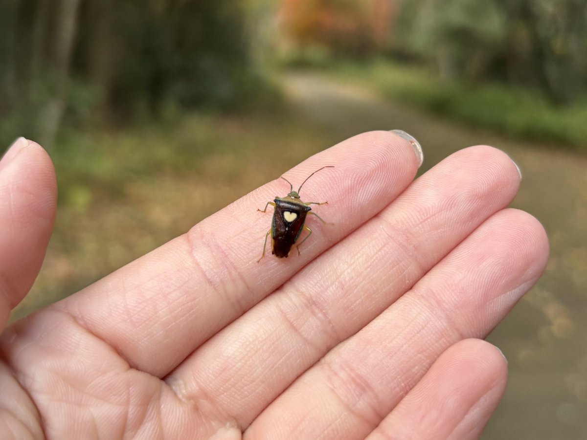 yamada_park's tweet image. クリーム色のハートマークが特徴的な「エサキモンキツノカメムシ」と会いました。可愛らしい姿から『幸せを呼ぶカメムシ💛』とも呼ばれています。#幸せをお裾分け #昆虫 #insect