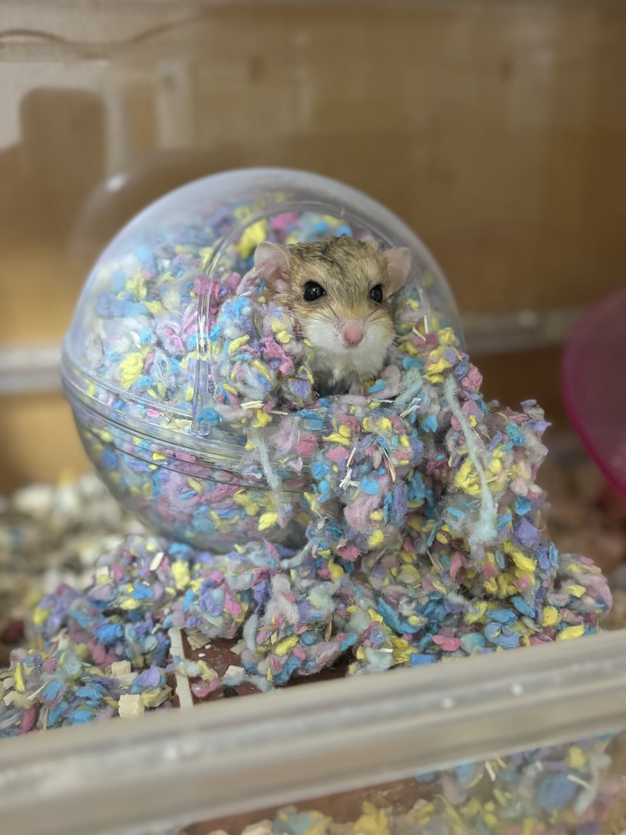 ゆっこ🐭ねずみの雑貨屋CLOVER🍀 (@nezumi3illust) / Posts / X