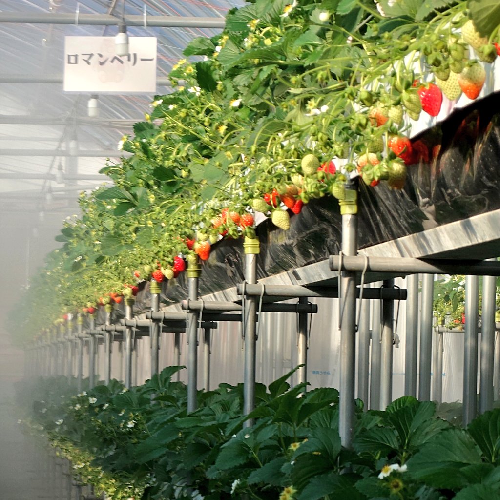 りょういちページ 🍓いちご狩り開園情報‼️》 ✴️12/13(土) 【摘み取り量り売り】のみ