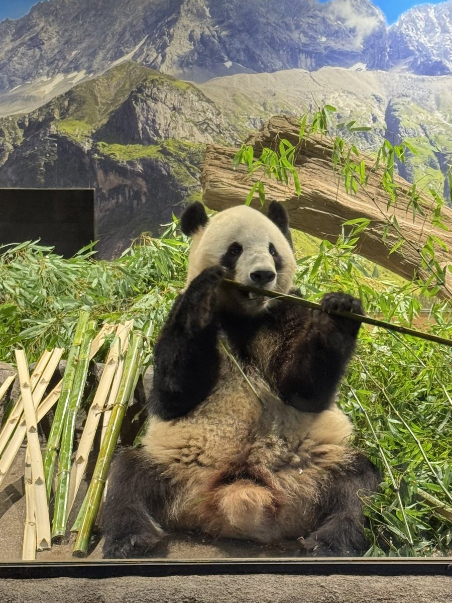 パンダさま確認ページ♡ 今日は朝から検診の日で会社はお休み なので午後の問診の後に上野