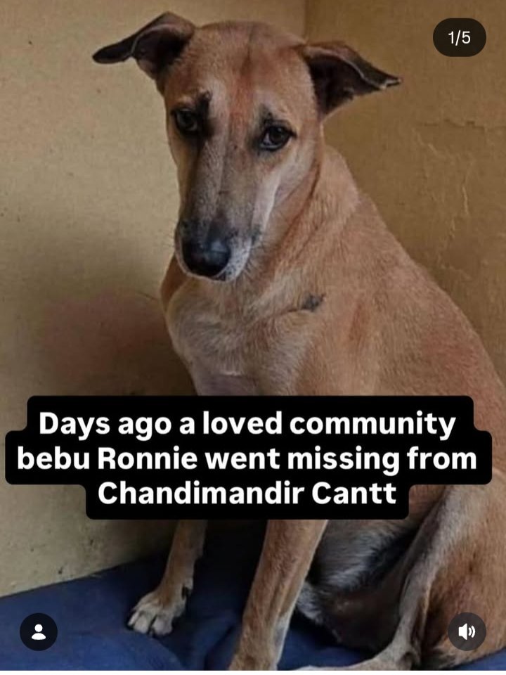 pricatttt's tweet image. In Chandimandir Contonment area, Panchkula,the wife of an army officer did the unthinkable. She paid two workers and got a loved community dog k*lled in the most horrific manner. Dear Ronnie, never come back to this cruel world 💔💔 
#SaveIndianDogs
I hope SC also sees this..