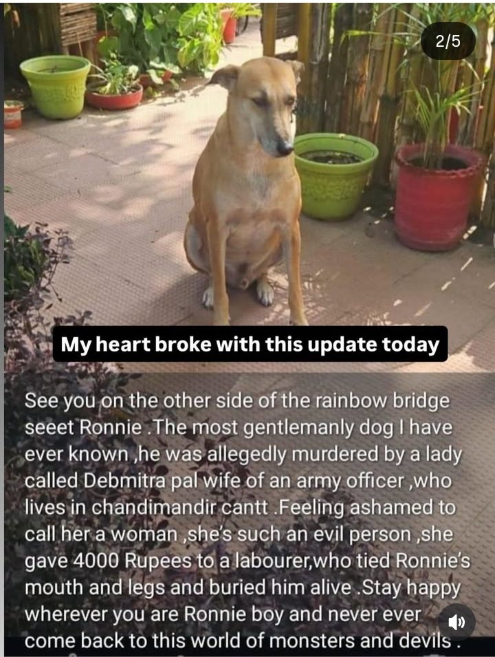 pricatttt's tweet image. In Chandimandir Contonment area, Panchkula,the wife of an army officer did the unthinkable. She paid two workers and got a loved community dog k*lled in the most horrific manner. Dear Ronnie, never come back to this cruel world 💔💔 
#SaveIndianDogs
I hope SC also sees this..