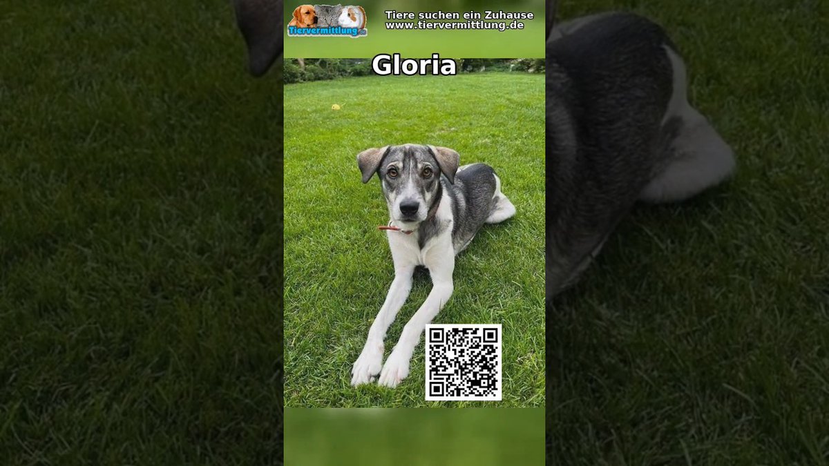 Gloria: Gloria #tiervermittlung #adoptierenstattkaufen #tierschutz #hundeliebe #hundevermittlung #rescuedog #animallovers #haustiere #tierliebe Gloria, eine junge Hündin, wartet seit drei Jahren auf ein liebevolles Zuhause. Sie erlebte Schlimmes, einen… dlvr.it/TPlqzT