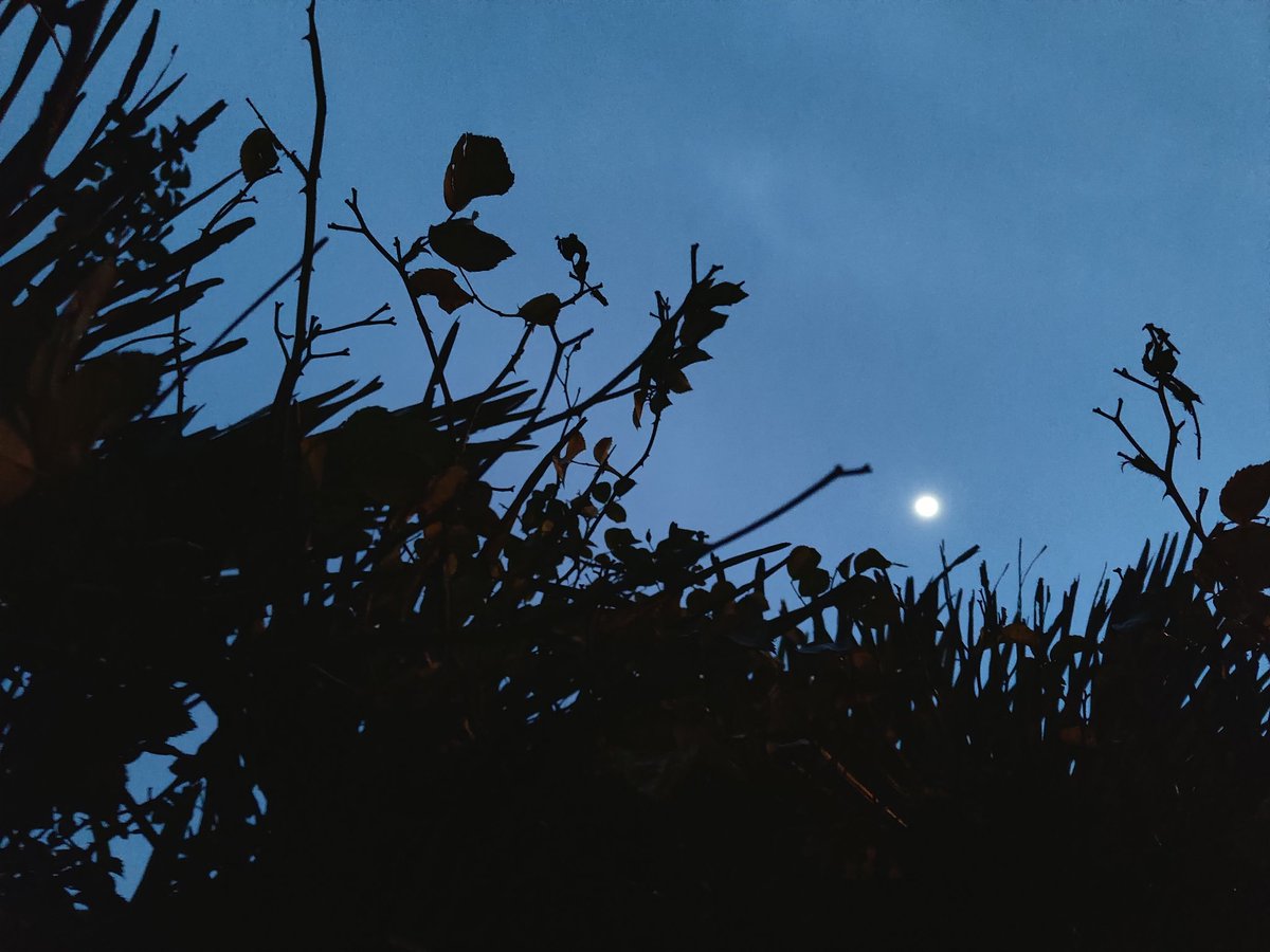 beni_salgado's tweet photo. ✨ 🌜
Que teñades un bo día!
Xoves outra vez. A alta, o xoves que vén: "Toda persoa ten os #dereitos e #liberdades proclamados nesta Declaración..." Relendo o ms dun estudo xurídico sobre dereitos lingüísticos que se vai publicar no 2026 o día despois do Día dos Dereitos Humanos. https://t.co/a0U96c7lYy