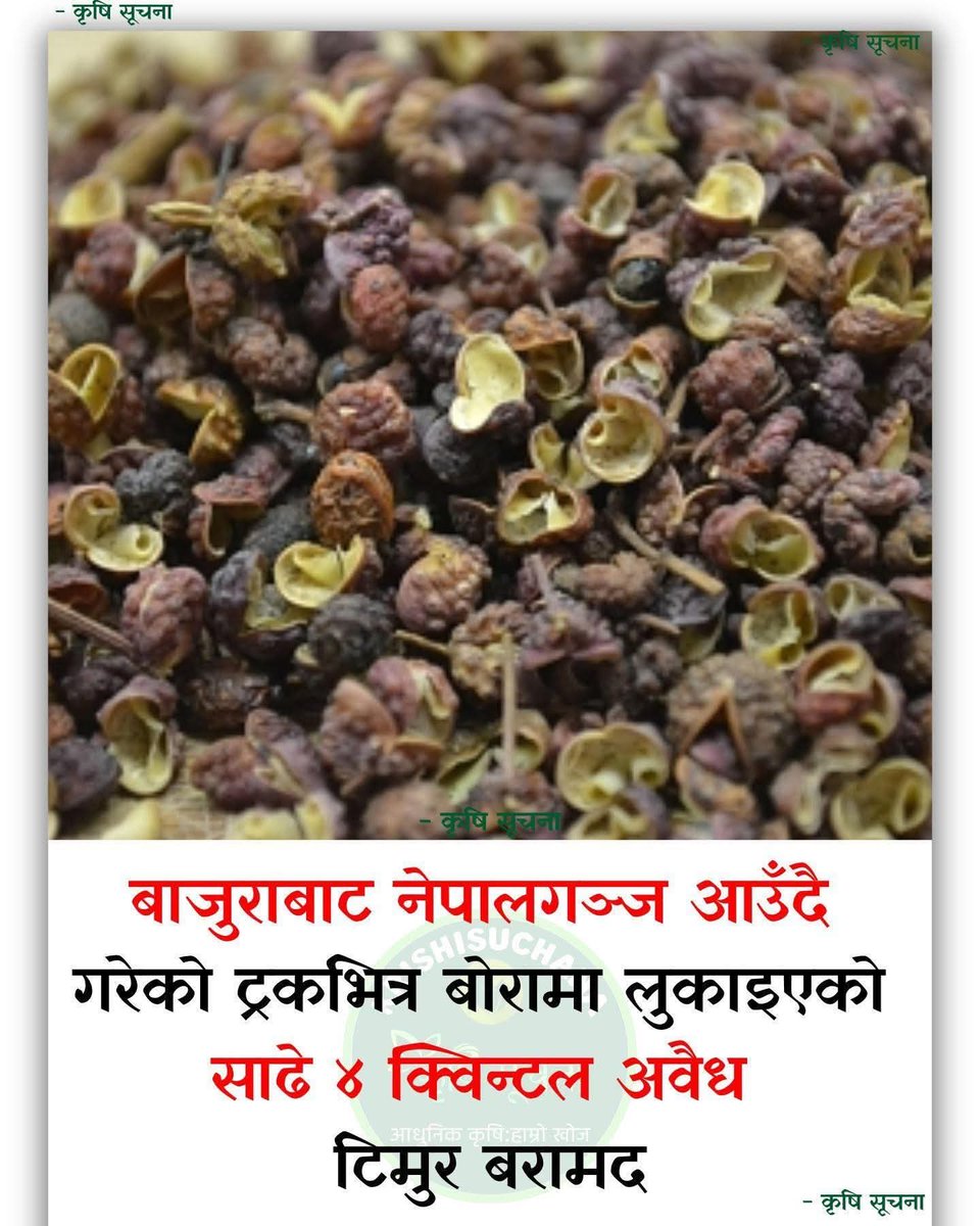 baabajee's tweet image. बोटमा फलेको टिमुर टिपेर बोरामा हाली बजारमा पठाउँदासम्म अबैध भइसक्छ ! देश हो कि म्याँटोक्नी दशा हो यो !