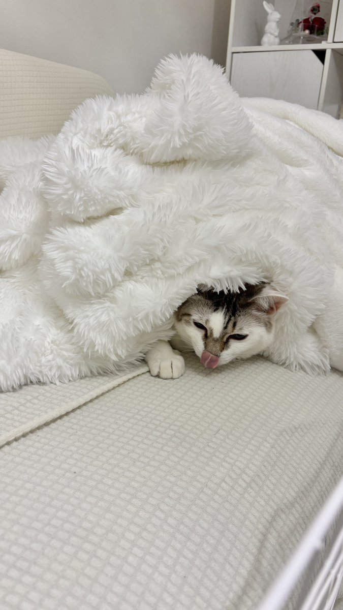 saku_pyonpyon's tweet photo. ほっけはふわとろ毛布がお気に入り🐱 https://t.co/pdraViW8wj