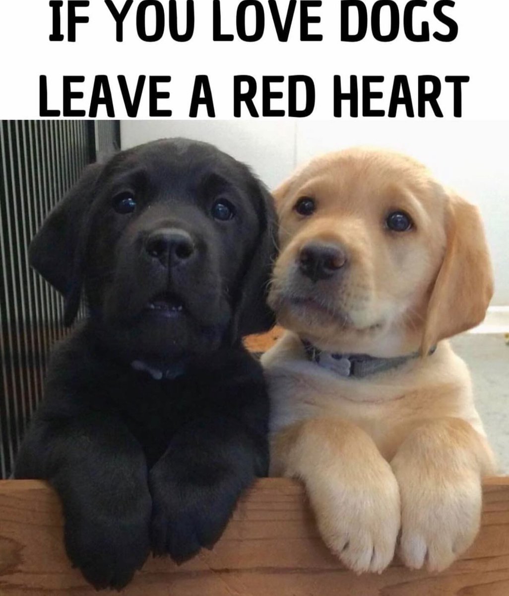 Beyond The Leash tweet media