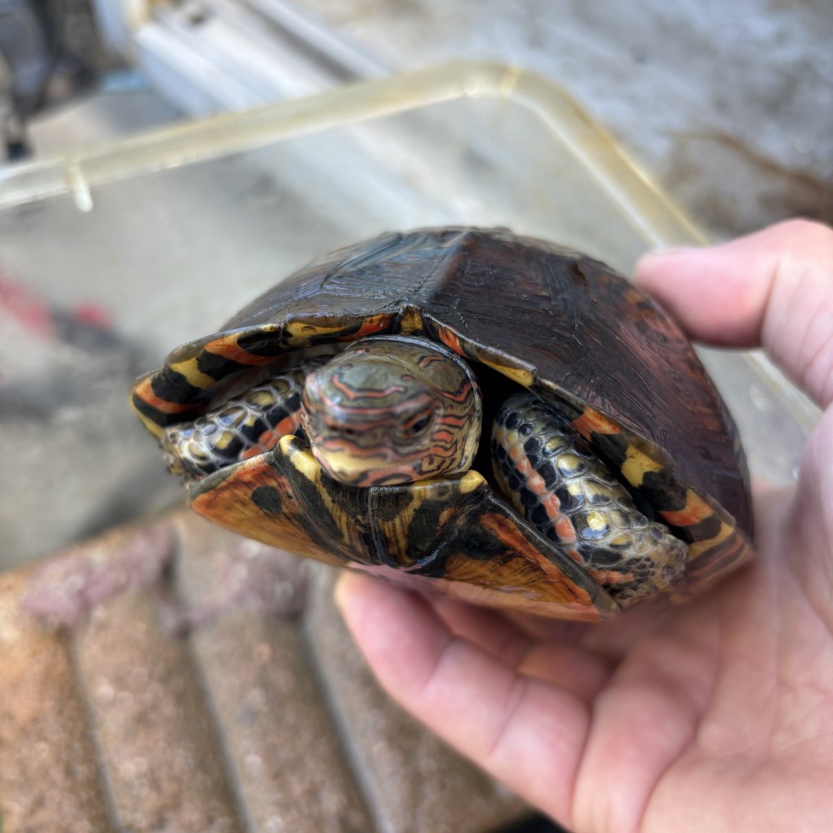 亀との暮らし tweet media