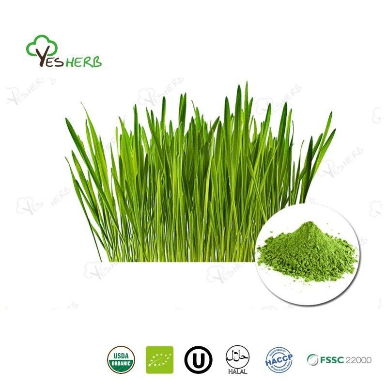 AnYuensun's tweet image. Lifewe Barley Grass Powder from China is partly water-soluble and packed with nutrients. Perfect for food supplements, smoothies, superfood mixes, and health products. Enhance your recipes naturally and boost wellness every day! #Lifewe #BarleyGrassPowder