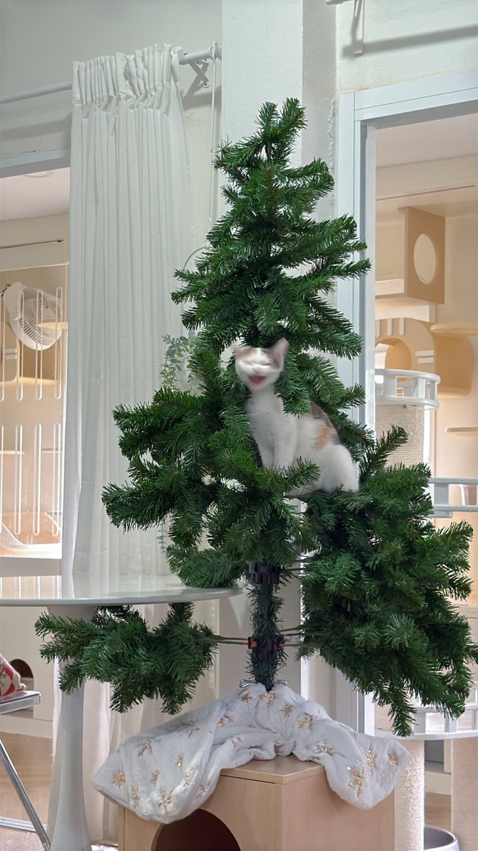 _DNVP2_'s tweet image. ไม่เคยเห็นพี่ญ่าเล่นอะไรสนุกขนาดนี้มาก่อน น่าจะเพราะเป็นความสนุกบนความทุกข์ของยาย พี่ญ่าเลยแฮปปี้ขึ้น80% 🤣