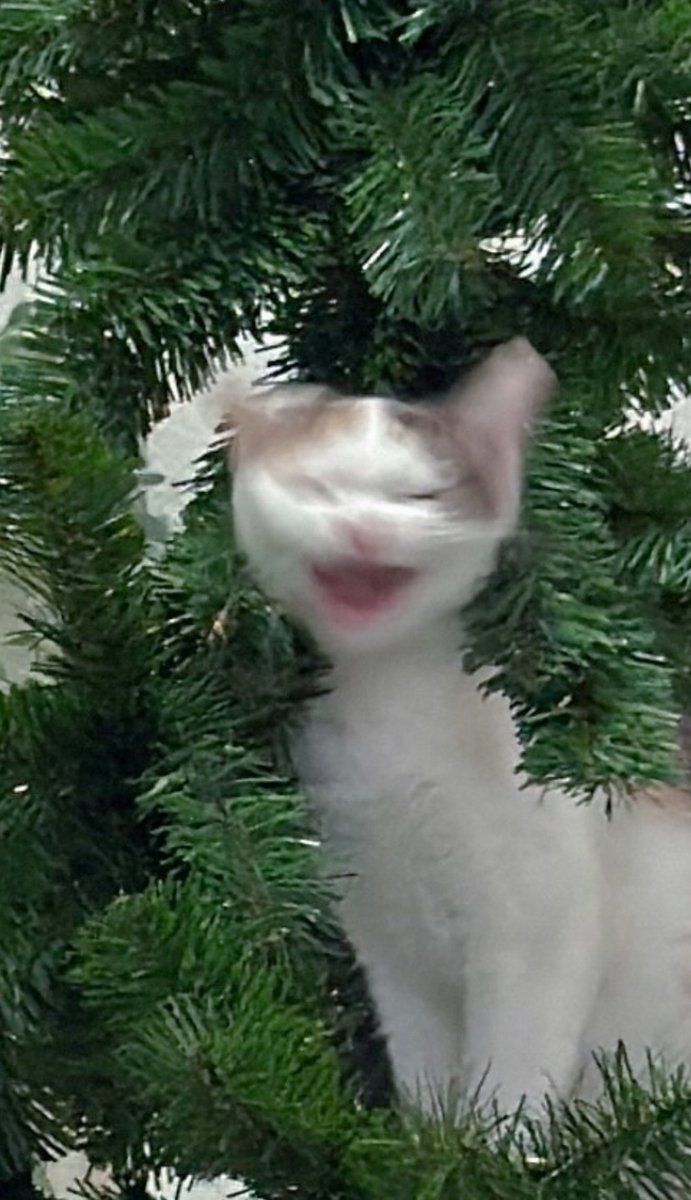 _DNVP2_'s tweet image. ไม่เคยเห็นพี่ญ่าเล่นอะไรสนุกขนาดนี้มาก่อน น่าจะเพราะเป็นความสนุกบนความทุกข์ของยาย พี่ญ่าเลยแฮปปี้ขึ้น80% 🤣