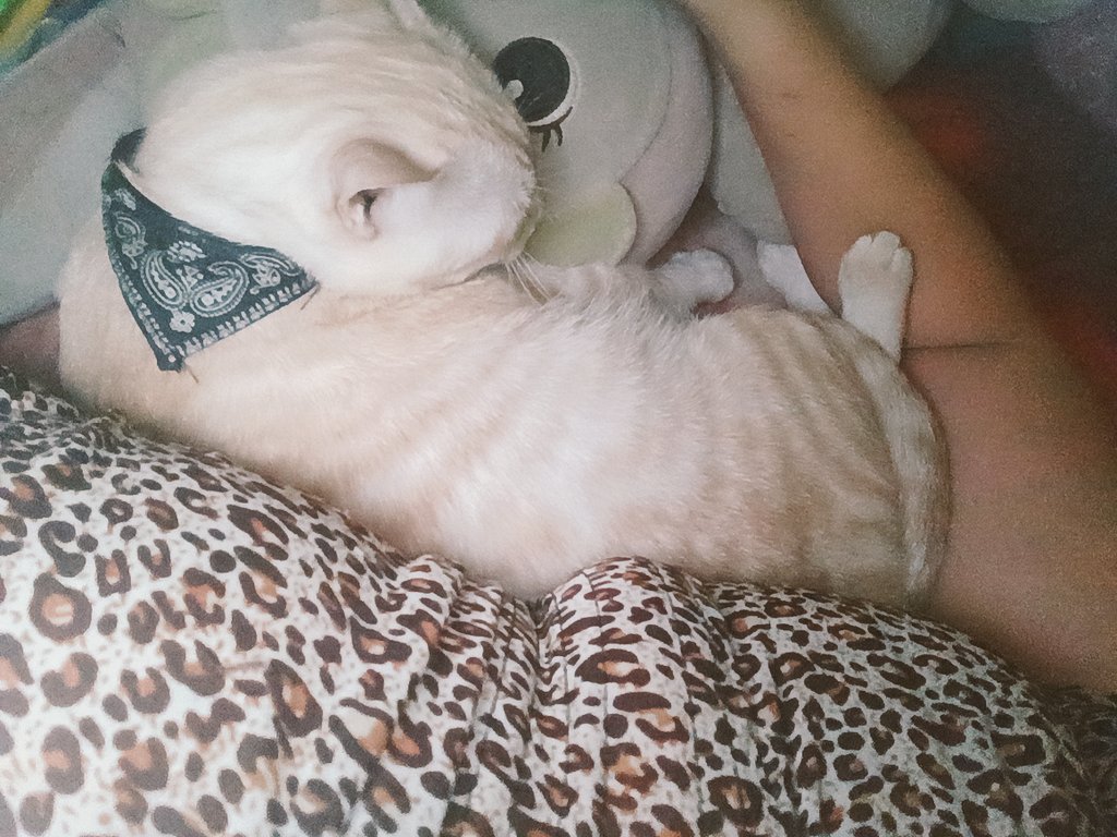 ที่นอน 6 ฟุตของฉัน เหมือนมีเอาไว้ให้พวกมันนอนอ่ะ