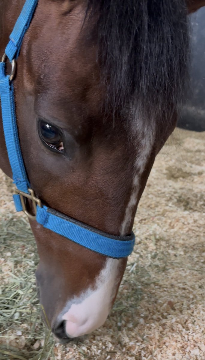 もえにゃん🥕 (@chan29_nyan) / Posts / X