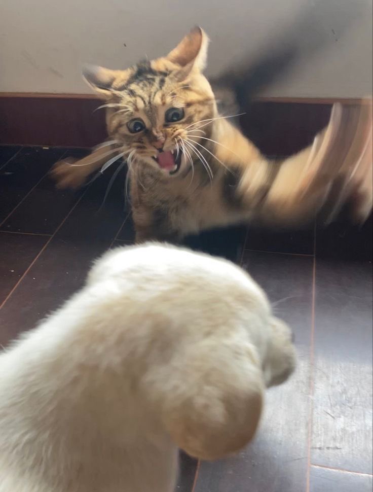 うっちー🍥 (@fujisan79) / Posts / X