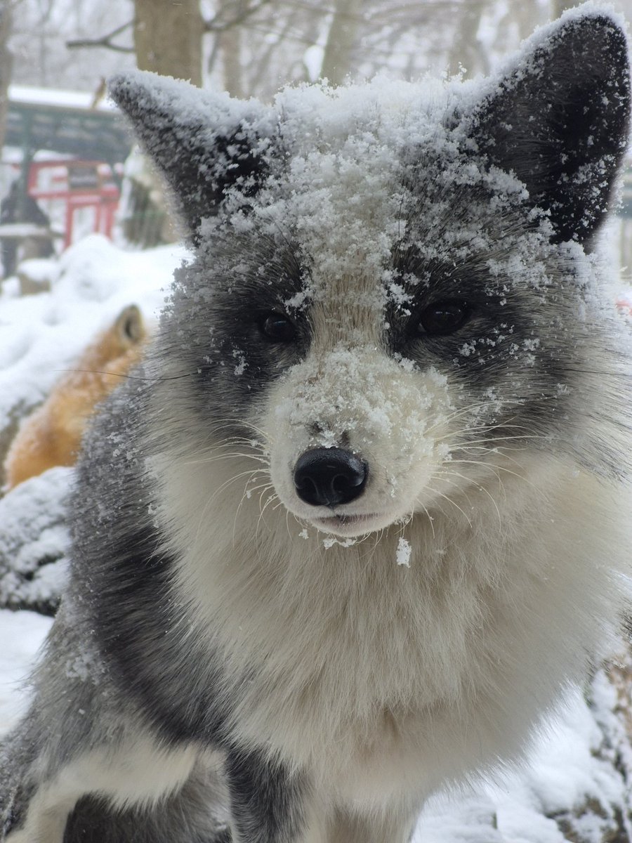 フブさん、こんな姿に、