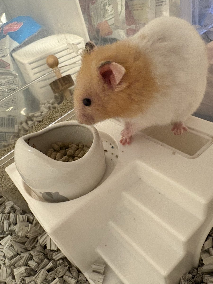 nV6qocNe48MGjad's tweet photo. 春にかなりの距離を引越しする事に成りました。
まひろ🐹君(1歳)も連れて行きますが…
車で数日掛かるお引越しに耐えれるか？だけが不安です💦
現在使用してる衣装ケースケージからホイール、給水器(移動中はキャベツ等で水分補給します)を抜いた状態で後部座席にシートベルト固定するつもりです。 https://t.co/6fy4ewSQyN