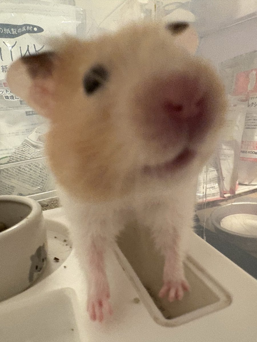 nV6qocNe48MGjad's tweet photo. 春にかなりの距離を引越しする事に成りました。
まひろ🐹君(1歳)も連れて行きますが…
車で数日掛かるお引越しに耐えれるか？だけが不安です💦
現在使用してる衣装ケースケージからホイール、給水器(移動中はキャベツ等で水分補給します)を抜いた状態で後部座席にシートベルト固定するつもりです。 https://t.co/6fy4ewSQyN
