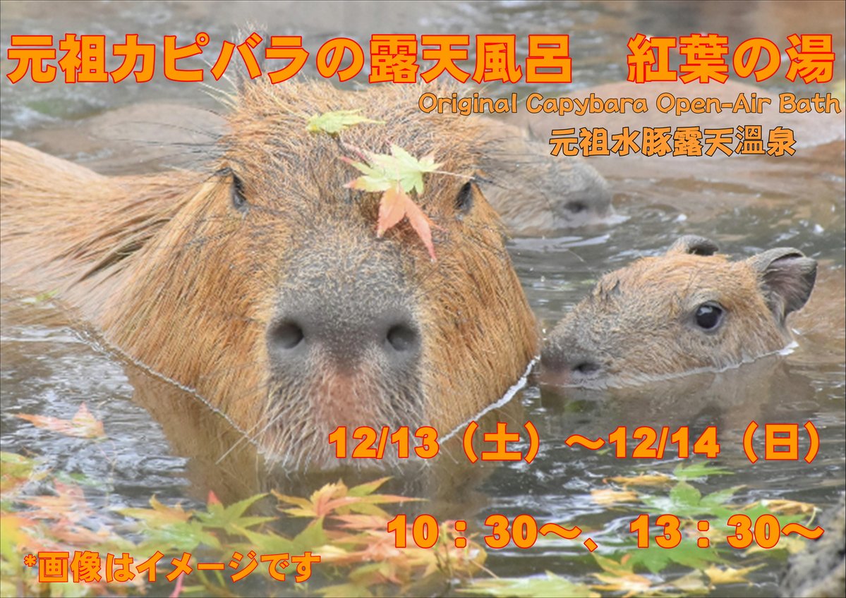 かぴばら3 (@kapibara334) / Posts / X