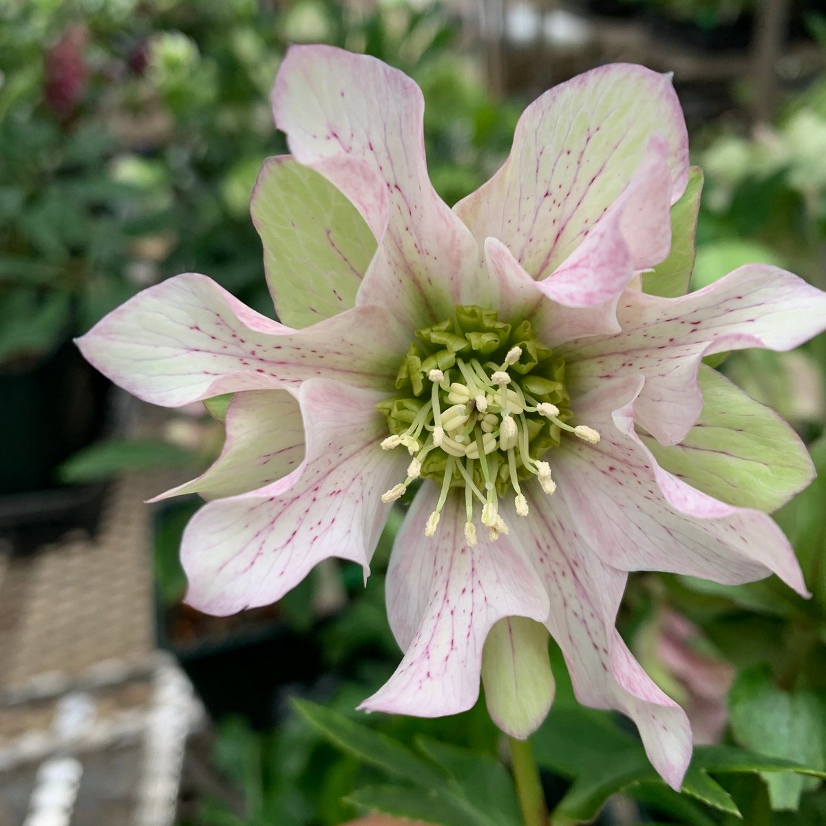 タネのタキイ通販🍅（公式） (@shoptakii) / Posts / X