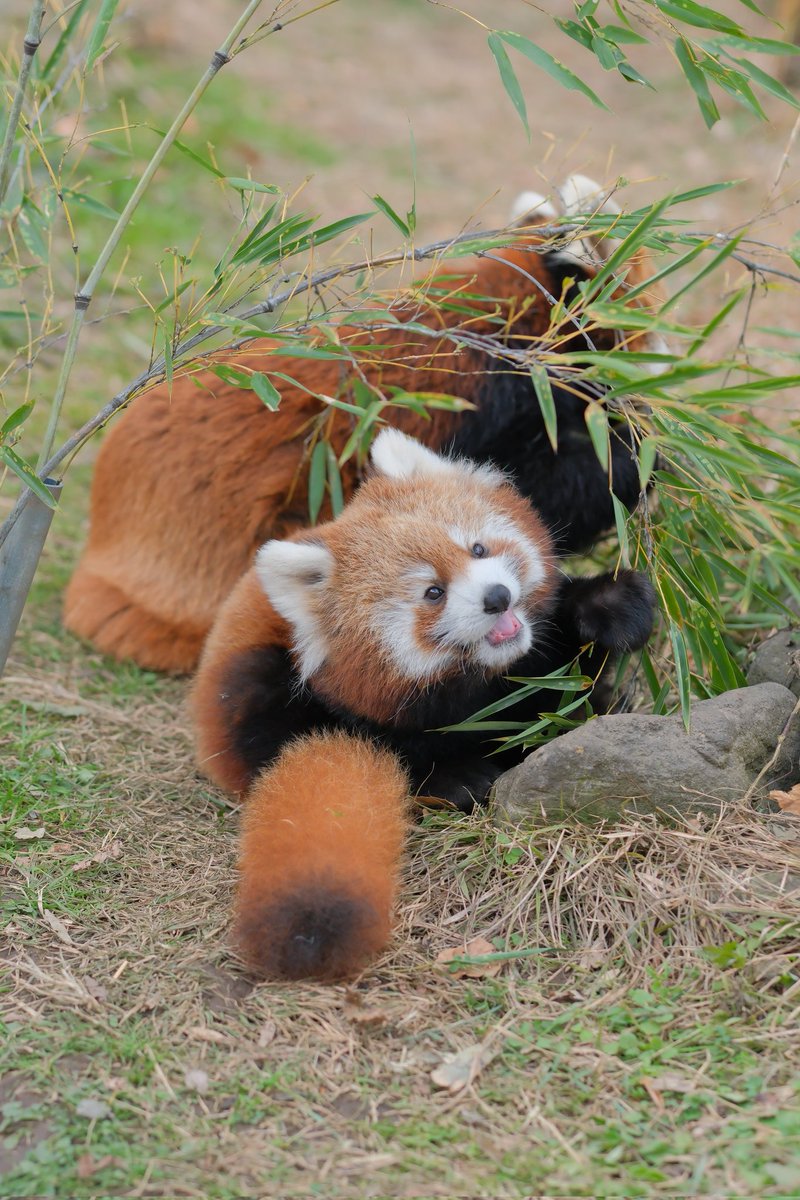 レッサーパンダ…