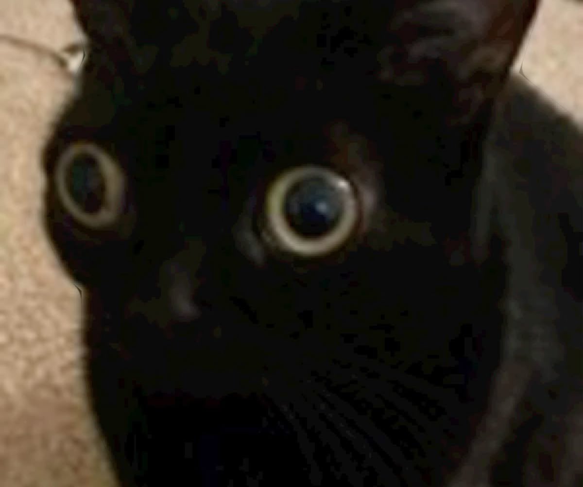 jocelyn ✿ tweet media