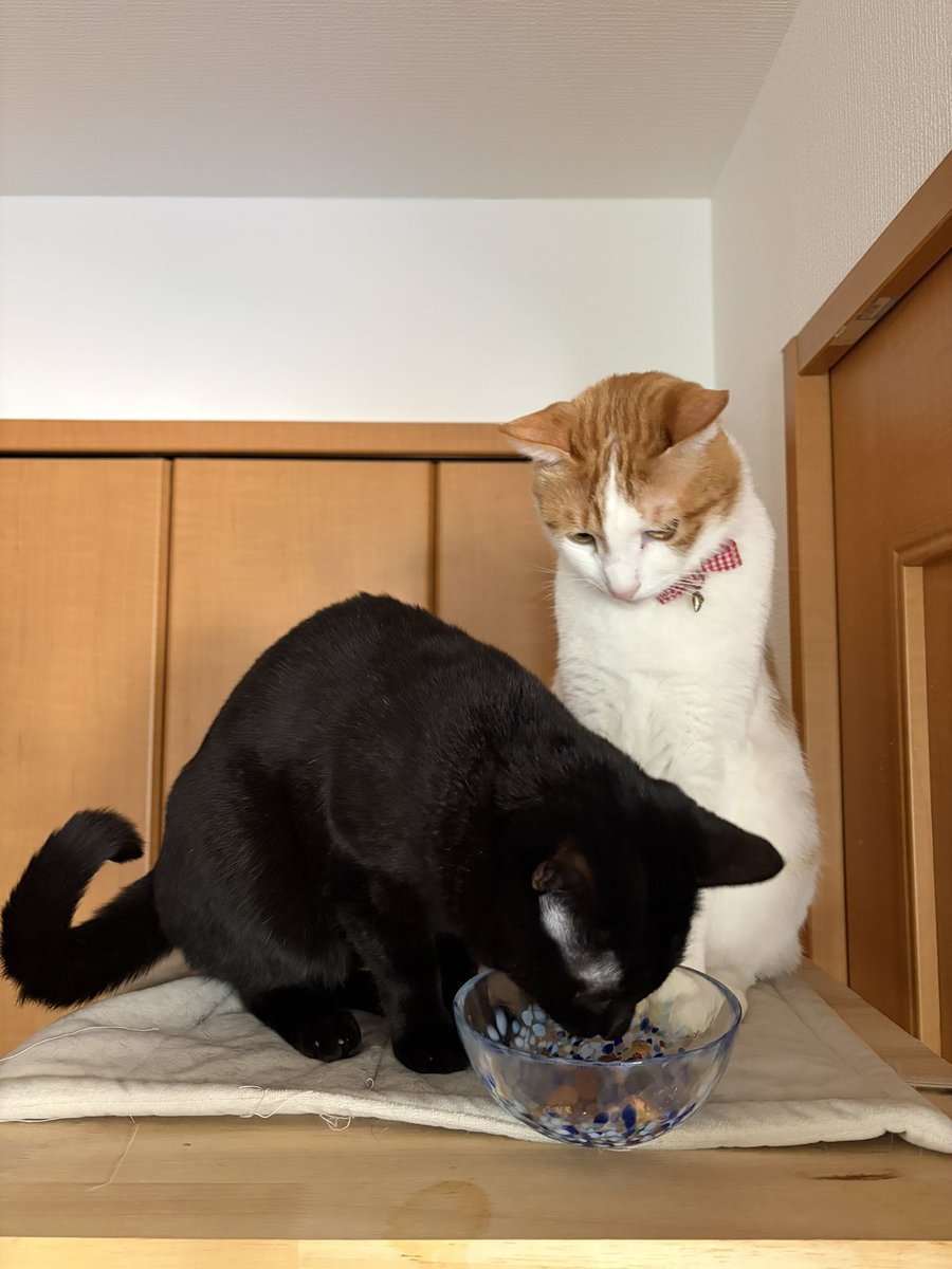 猫ちゃんご飯タイム。 半分はキッチンで食べてから 半分はキャット 