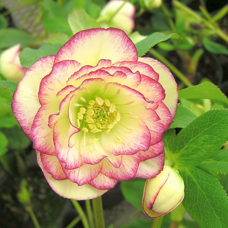 冬に人気のクリスマスローズ💐 タネで増やしても株ごとに花色、形