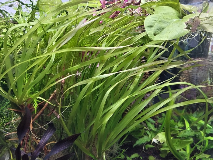 Aquatic plants Dajuzao