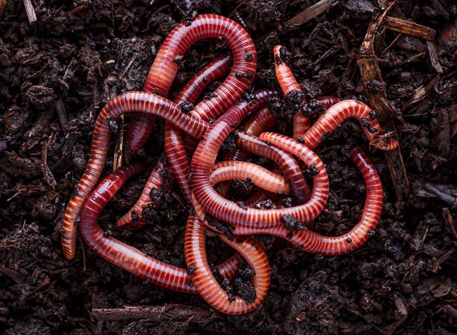 [...] sais-tu qu’après notre mort, nos charognes sont dépecées par des vers différents, suivant qu’elles sont obèses ou qu’elles sont maigres ? Dans les cadavres des gens gras, l’on trouve une sorte de larves, les rhizophages ; dans les cadavres des gens secs, l’on ne découvre