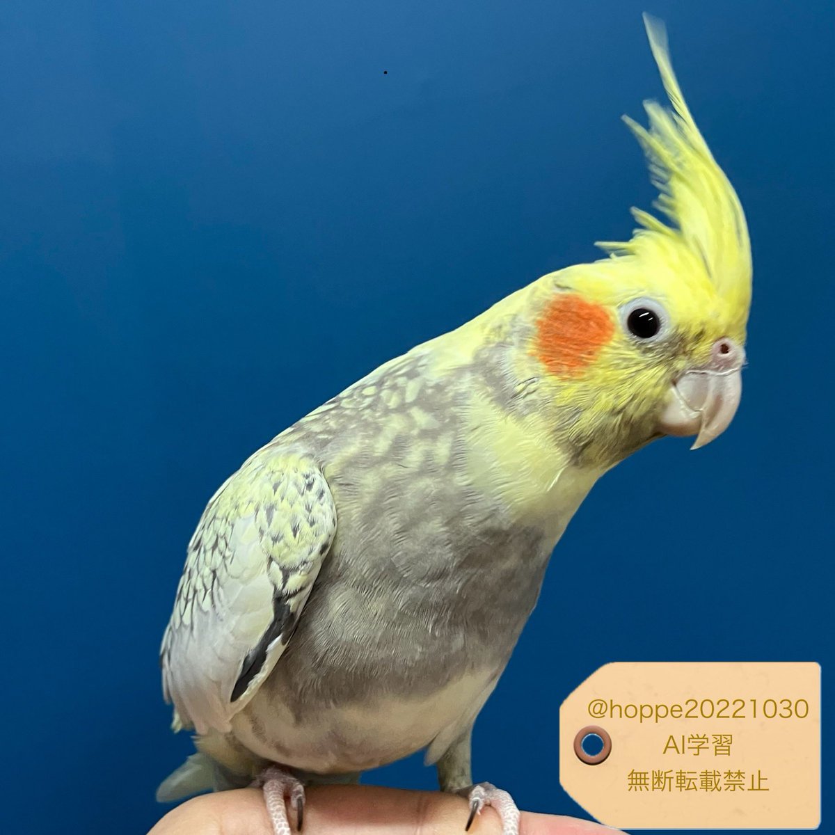 ぽってりさんね 今日のお体重は94.0g #オカメインコ