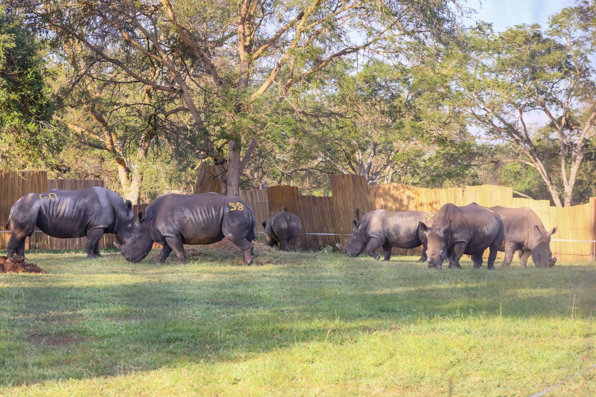 MTWAUganda's tweet image. Our Rhino restoration and conservation efforts were renewed with a donation of 8 Rhinos from South Africa. They were successfully transported to Ziwa Rhino Sanctuary and are happily enjoying their new environment. Gratitude to all partners that worked tirelessly for the smooth…