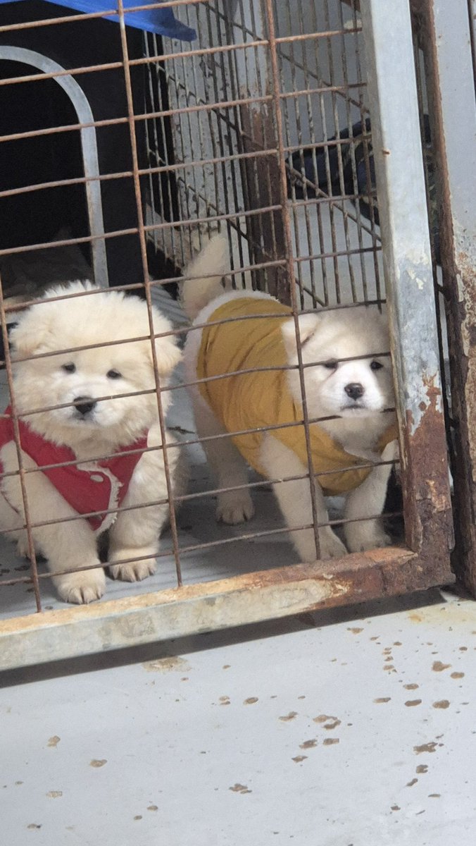 hanam_shelter's tweet image. 엄마아빠. 나 옷입고 기다려요
(릴스에 많이 뜨는 TTS 톤으로 읽어주세요)