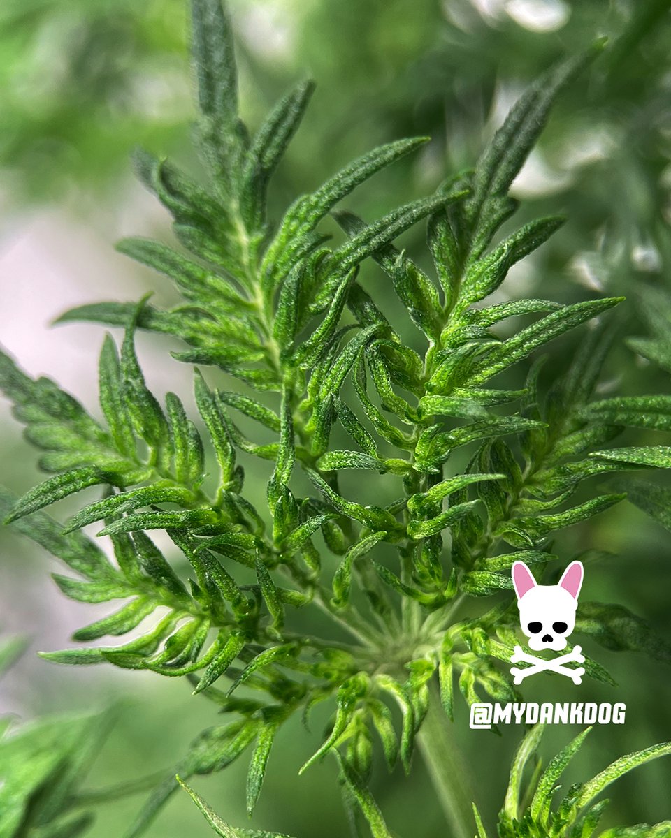 Beautiful leaves - Terpyz Mutant Genetics, Fern-Type Mentha De Croco feminized photoperiod. Growing in a Vivosun Grow Tent Pro Kit under LumaLight 200w.
<a href="/VIVOSUN/">Vivosun.official</a> <a href="/TerpyzGenetics/">TERPYZ MUTANT GENETICS</a> #growyourown #ferntype #mutant