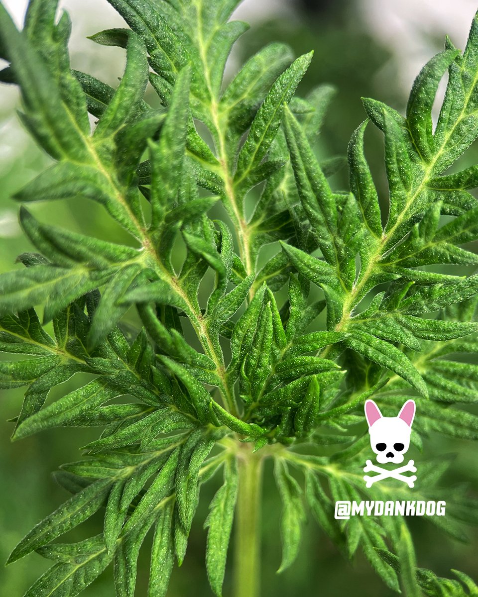 Awesome - Terpyz Mutant Genetics, Fern-Type Mentha De Croco feminized photoperiod. Growing in a Vivosun Grow Tent Pro Kit under LumaLight 200w.
<a href="/VIVOSUN/">Vivosun.official</a> <a href="/TerpyzGenetics/">TERPYZ MUTANT GENETICS</a> #growyourown #ferntype #mutant