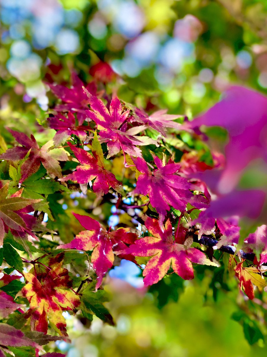 十夢 (@YKuro50) on X