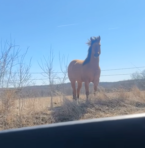 Kittydev4649's tweet photo. This horse is going extremely viral on TikTok: 

https://t.co/3QPVM7cgyz 

Everyone is calling it "Spirit" from cartoon, it literally looks majestic  7M likes in 2 days is insane https://t.co/SiE93GGbU9