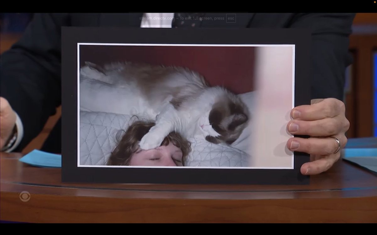 hantalkstaylor's tweet photo. "that's pretty much what it looks like......when you have a cat that sleeps on your head" 

@taylornation13 #TaylorOnColbert https://t.co/uvtqZxYYF1