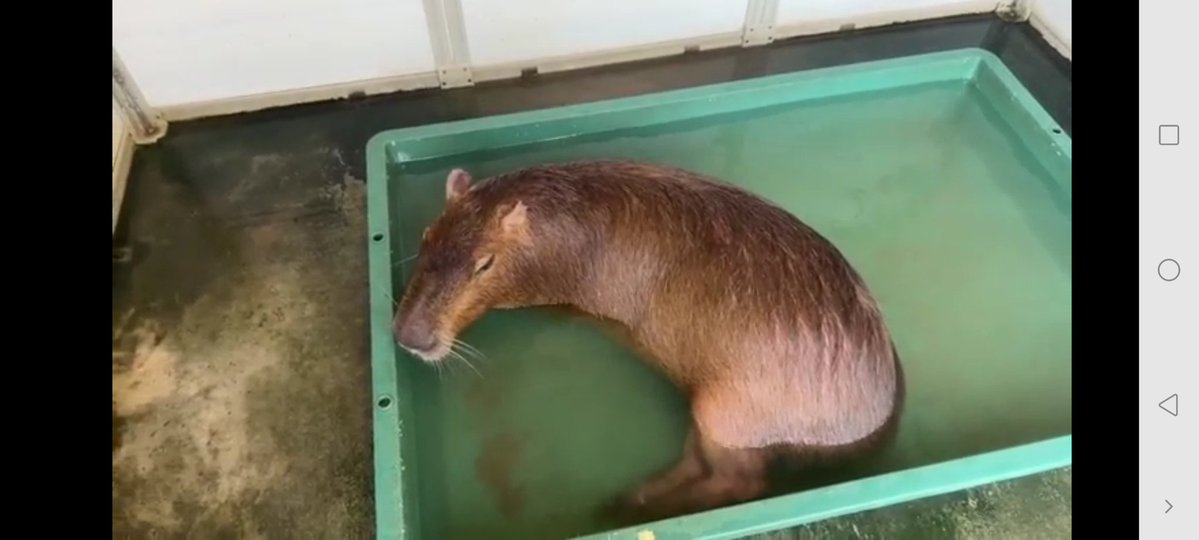 Nymphia_Vs's tweet image. お昼間まろりん！
また今日もよろしくね！

 #1日1マロン
 #カピバラ
 #マロン姫
 #愛知カピバラ飼育養成所