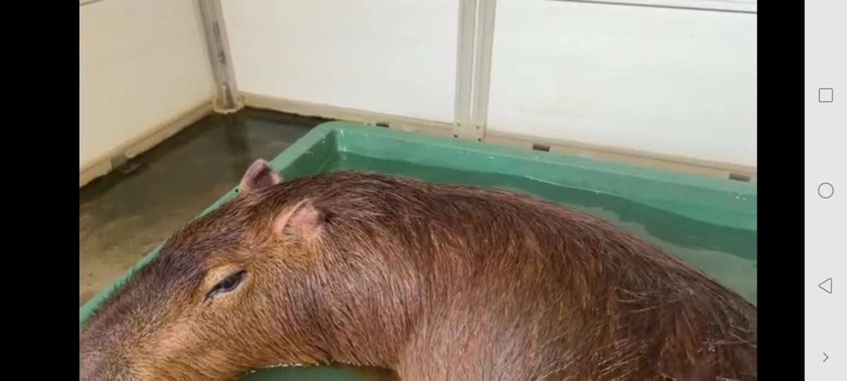 Nymphia_Vs's tweet image. お昼間まろりん！
また今日もよろしくね！

 #1日1マロン
 #カピバラ
 #マロン姫
 #愛知カピバラ飼育養成所