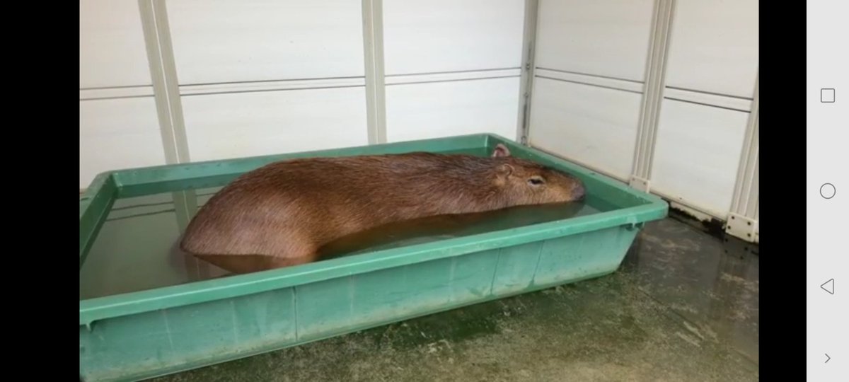 Nymphia_Vs's tweet image. お昼間まろりん！
また今日もよろしくね！

 #1日1マロン
 #カピバラ
 #マロン姫
 #愛知カピバラ飼育養成所