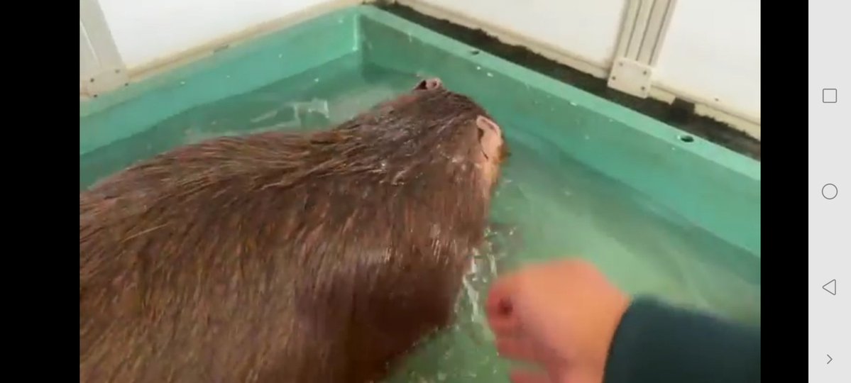 Nymphia_Vs's tweet image. お昼間まろりん！
また今日もよろしくね！

 #1日1マロン
 #カピバラ
 #マロン姫
 #愛知カピバラ飼育養成所