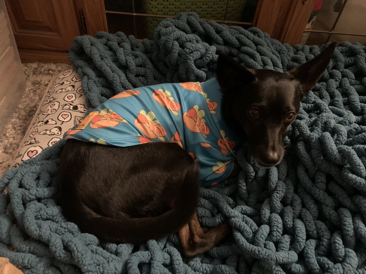 bought this cute dokibird hotdog shirt for eevee! it’s very cute 🥰 #dokishrine