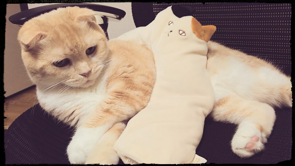 NekoPolygon's tweet photo. うちの猫しおんの四十九日法要に来ました
アルバム見てたら涙が出てきた https://t.co/skFVHmwKia