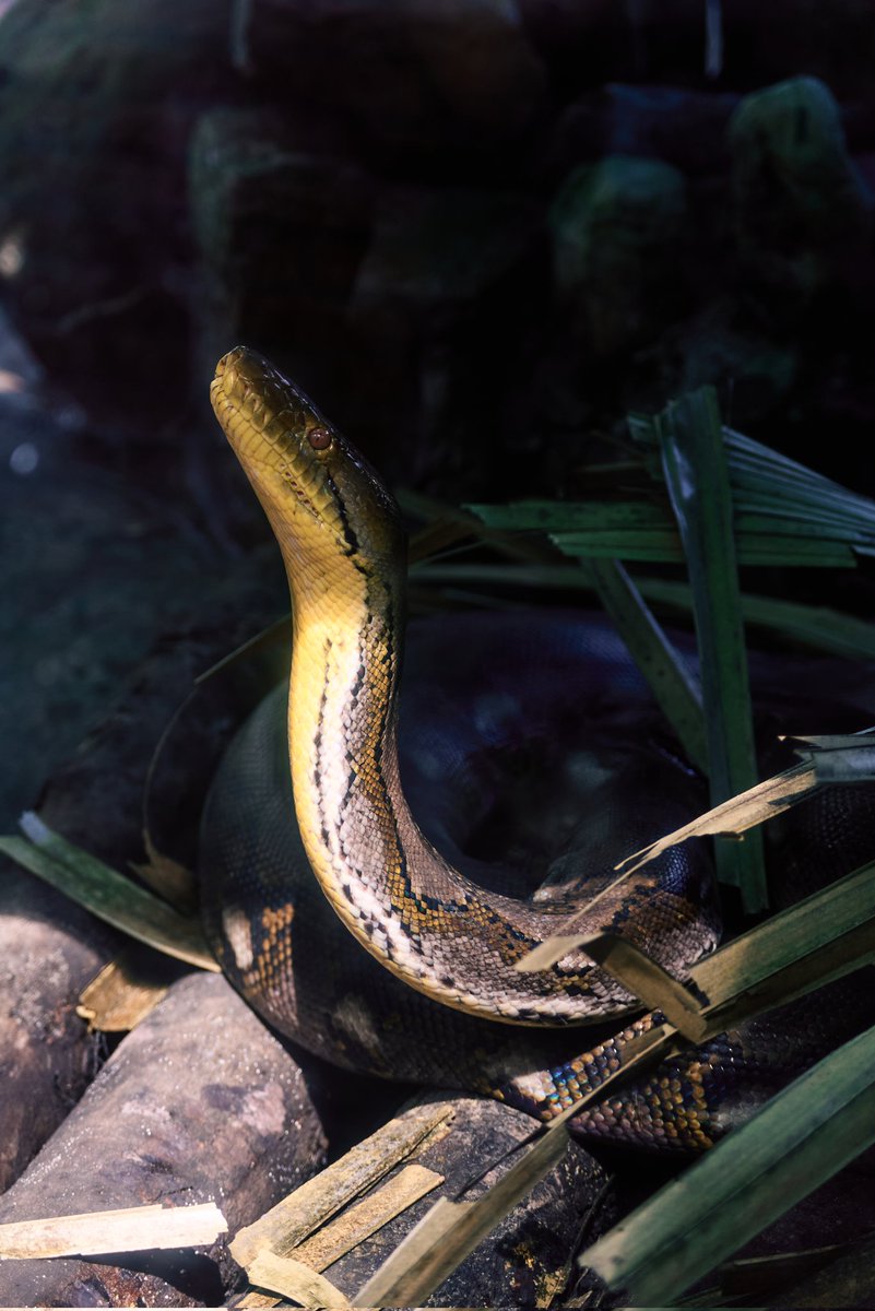 phitrieupro5's tweet photo. Zoo~ 🦎🐍 https://t.co/y5QwwqbxrP