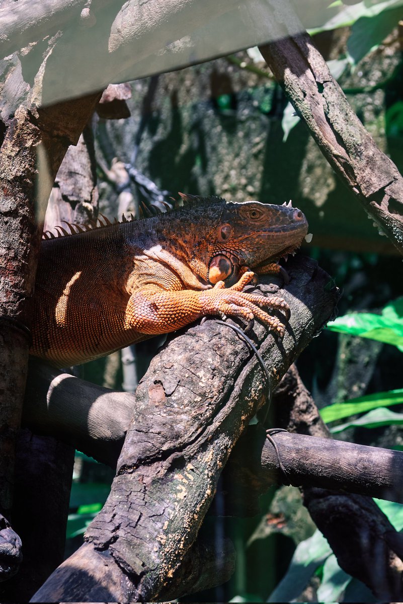 phitrieupro5's tweet photo. Zoo~ 🦎🐍 https://t.co/y5QwwqbxrP