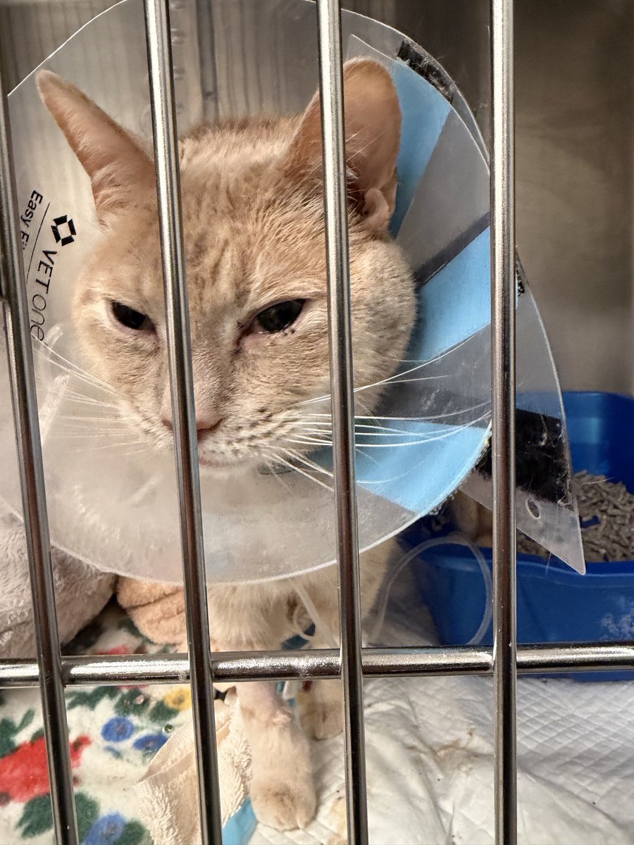 AlinaM727's tweet photo. My sweet boy, Appa, has had 2 life-threatening urine blockages over the last 3 days and has been hospitalized and requires urgent surgery to prevent this from happening again. Any amount you can give would mean the world to our family❤️ #CatsOfTwitter https://t.co/rfQkinWEdj https://t.co/yDVU4Blr3y